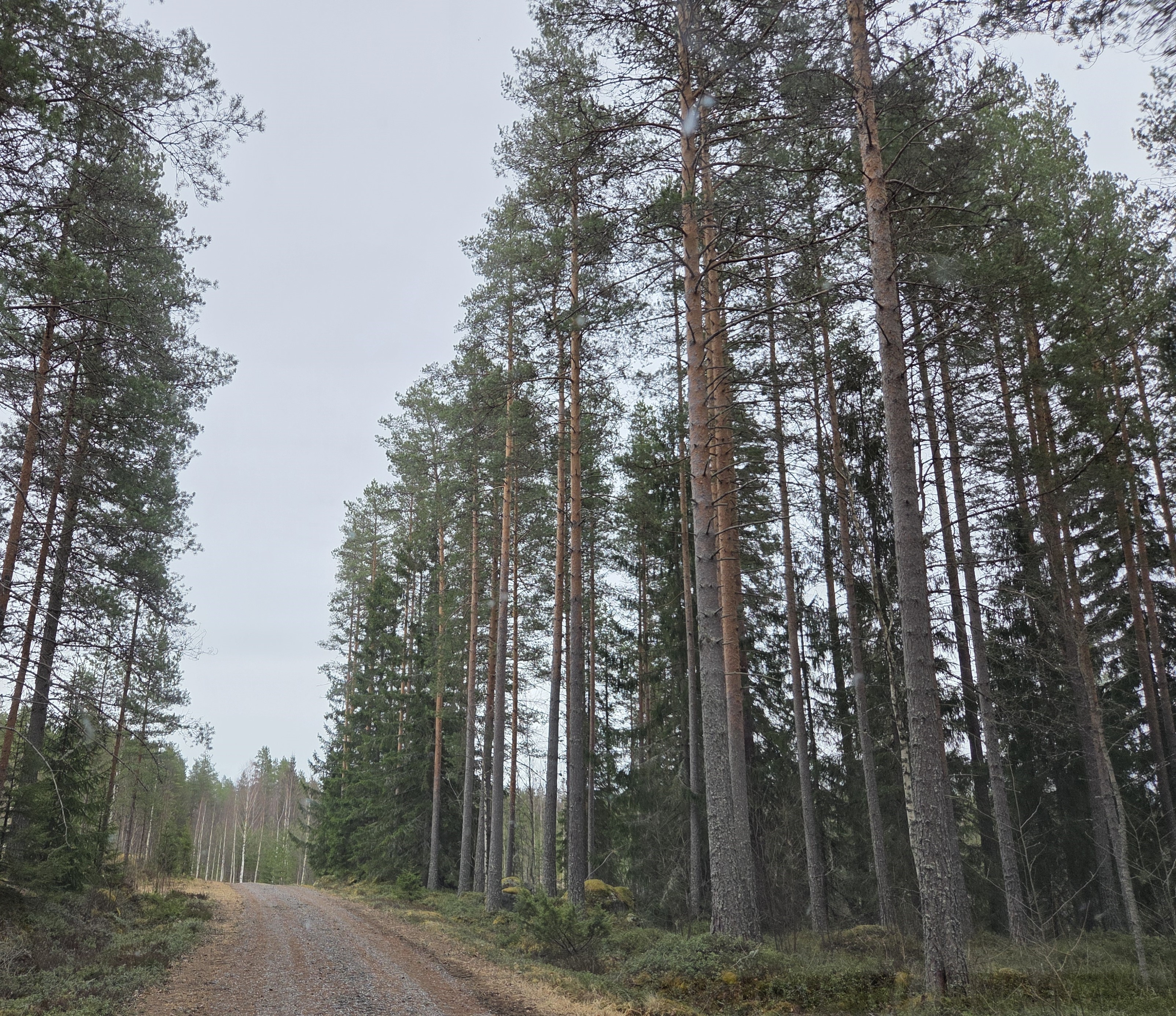 Savola haluaa vähentää hirvien metsätuhoja ja lisätä avoimuutta ja luottamusta: